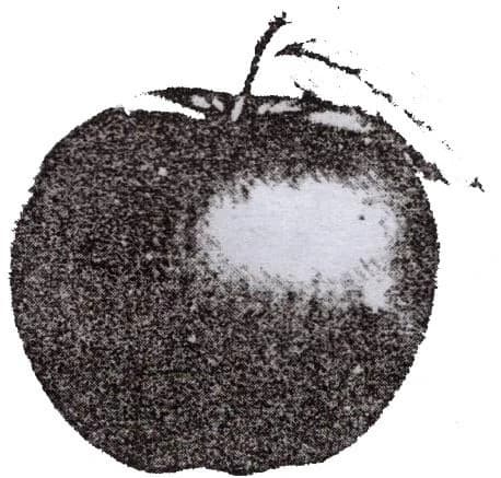 আপেল symbol