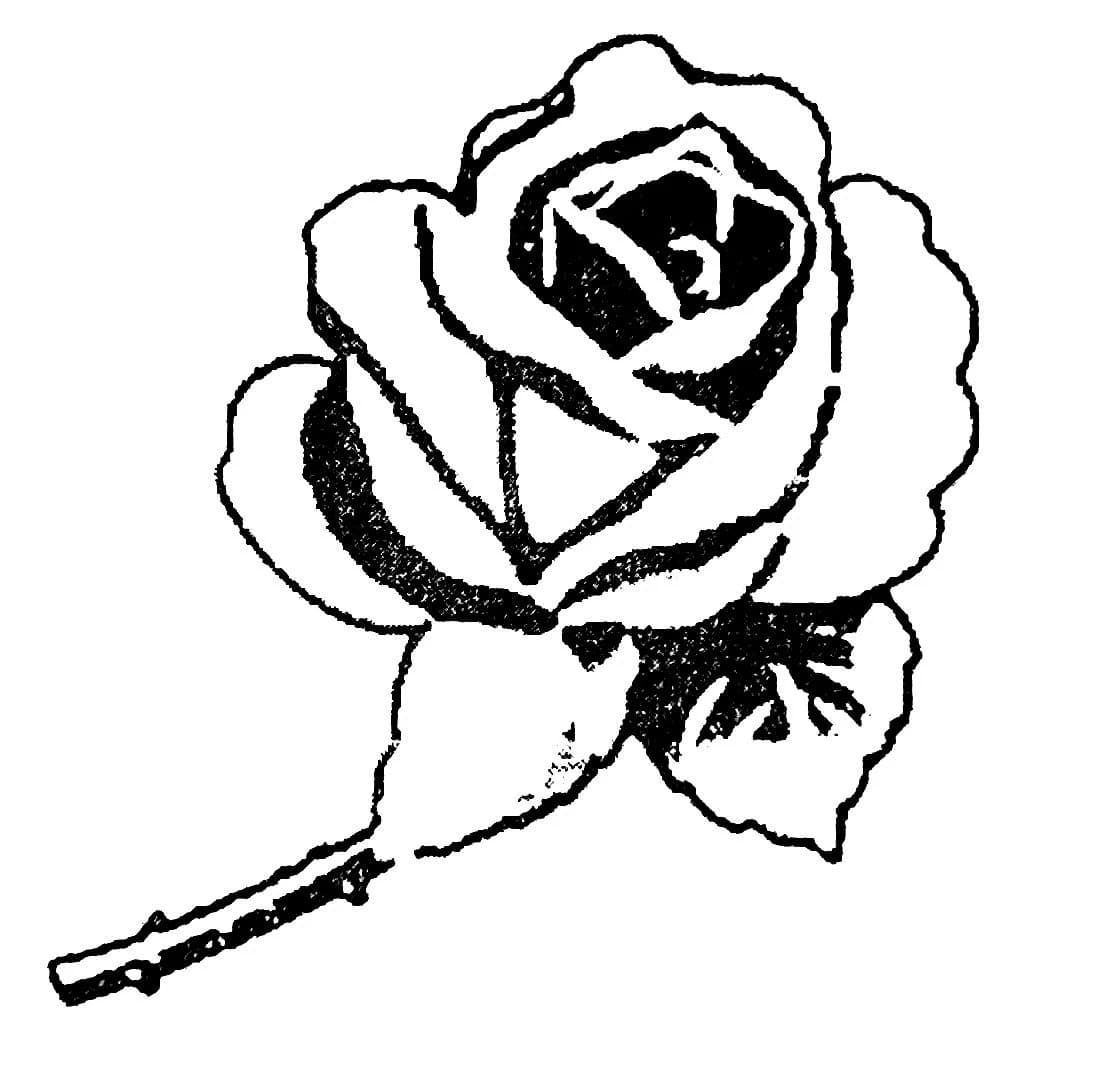 গোলাপ ফুল symbol