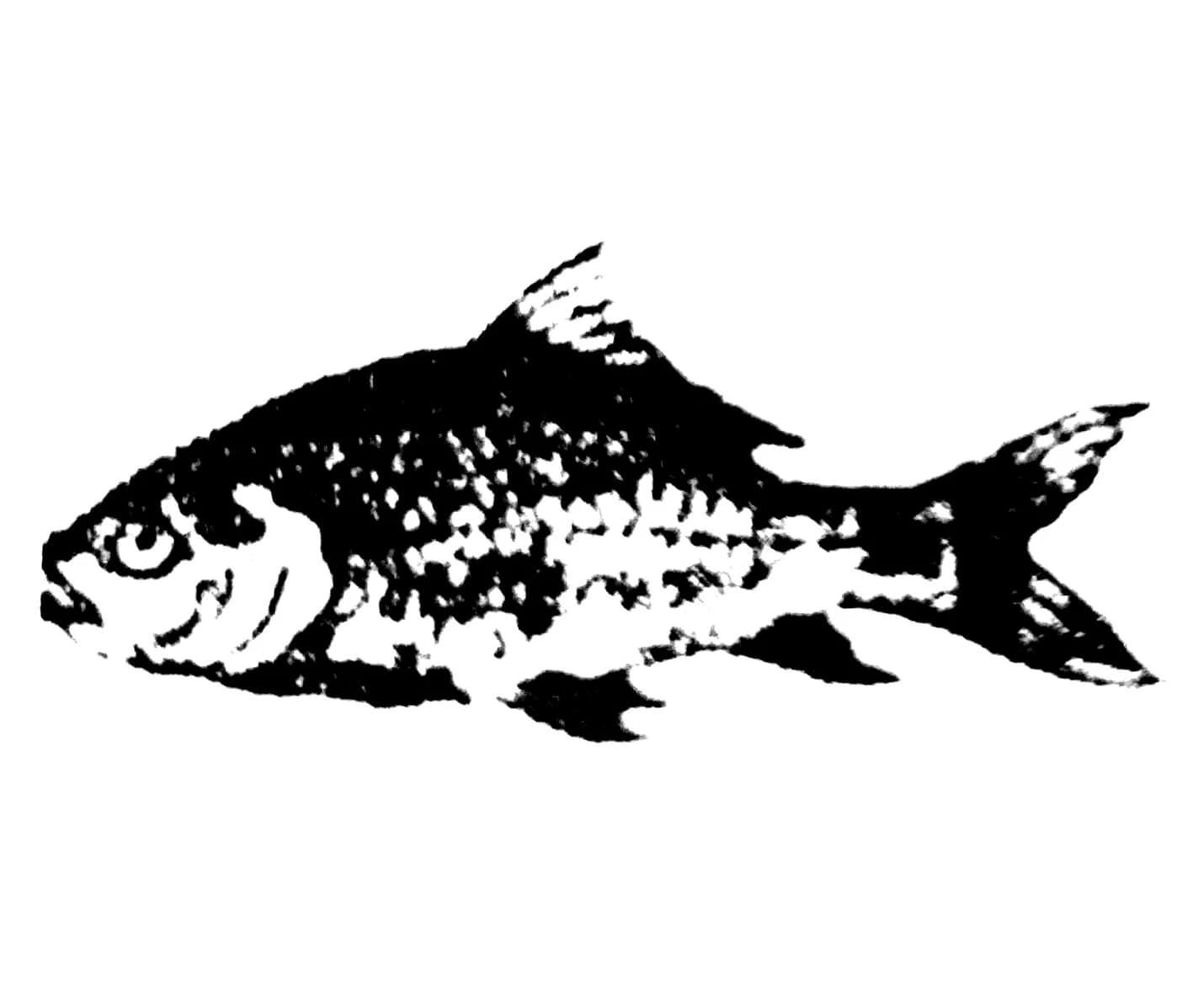 মাছ symbol