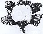 ফুলকপি symbol